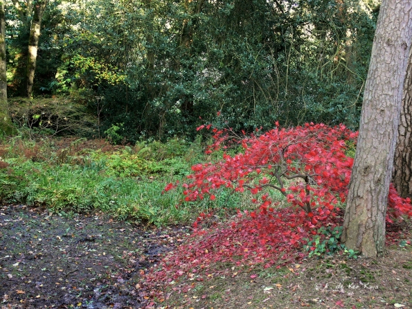 Bois des moutiers fall 2012 (27)